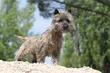 CAIRN TERRIER 180